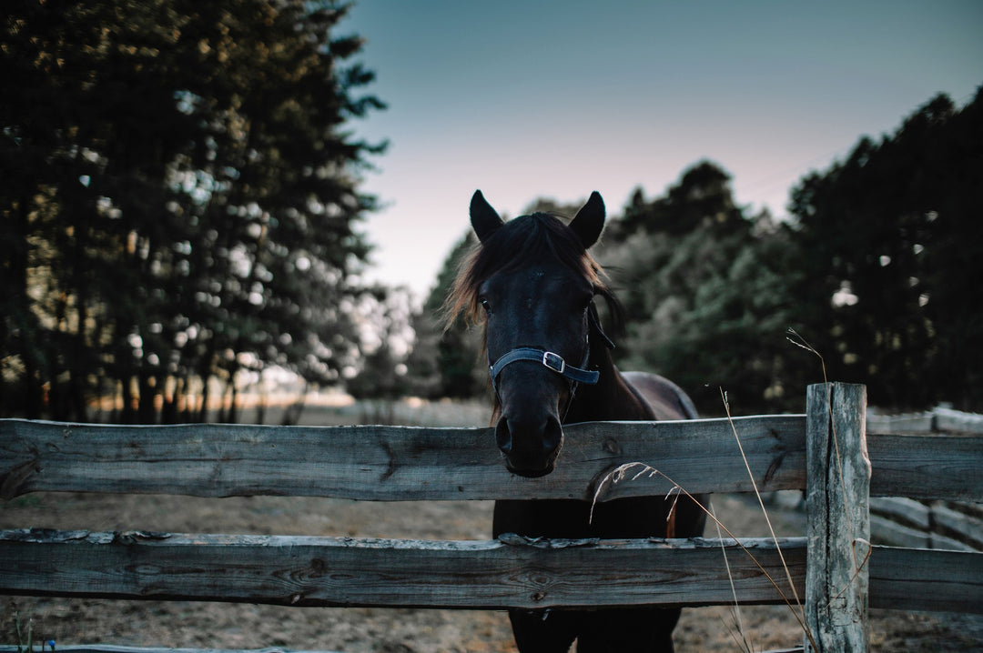 15 ways to save money on your horse