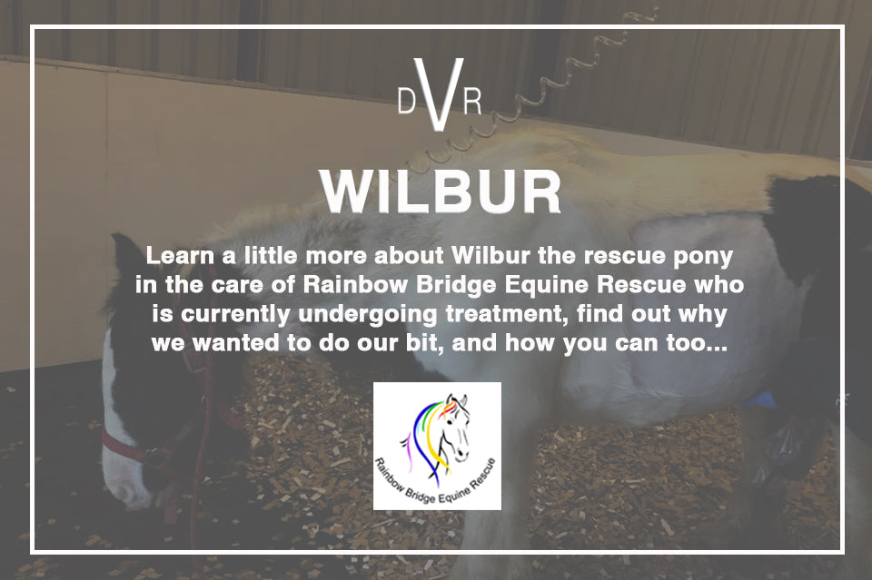 Meet Wilbur and learn how you can treat yourself and this rescue at the same time...